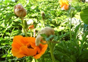 The poppy promise
