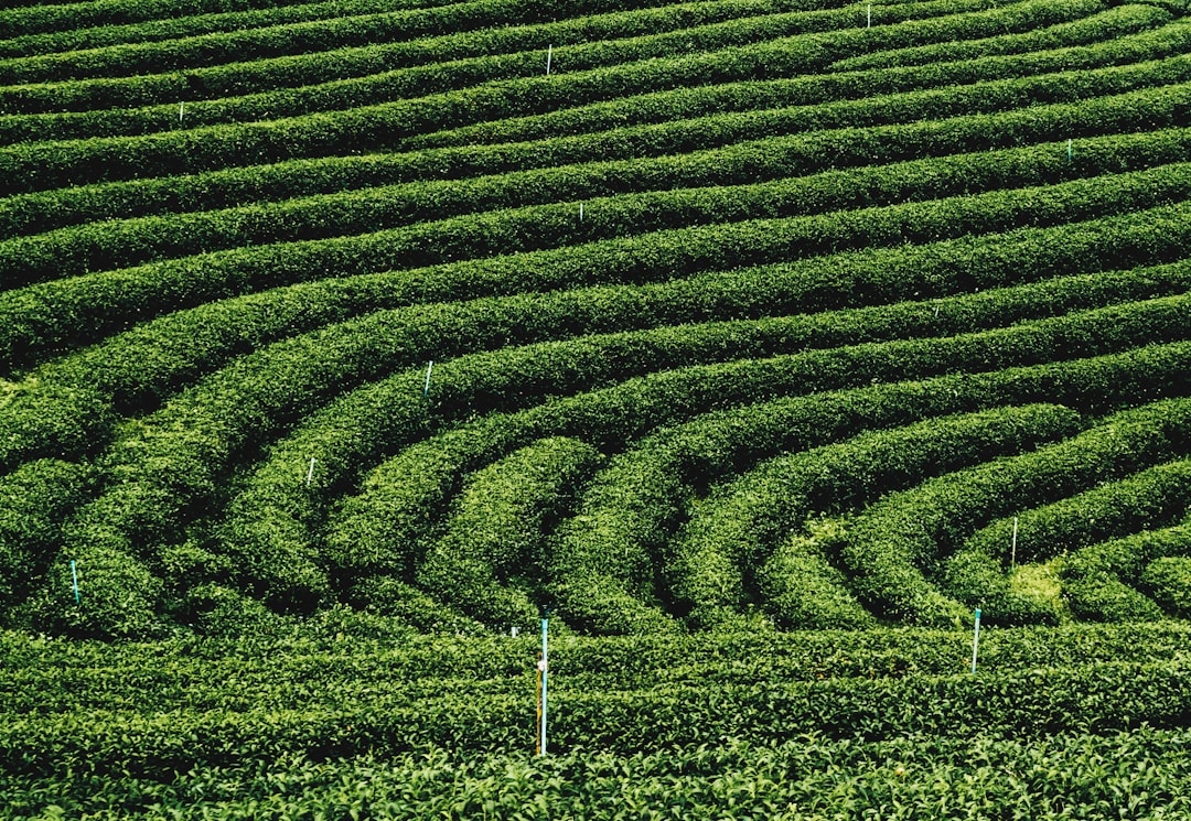 European Tea Culture: Black Tea vs Green Tea Traditions